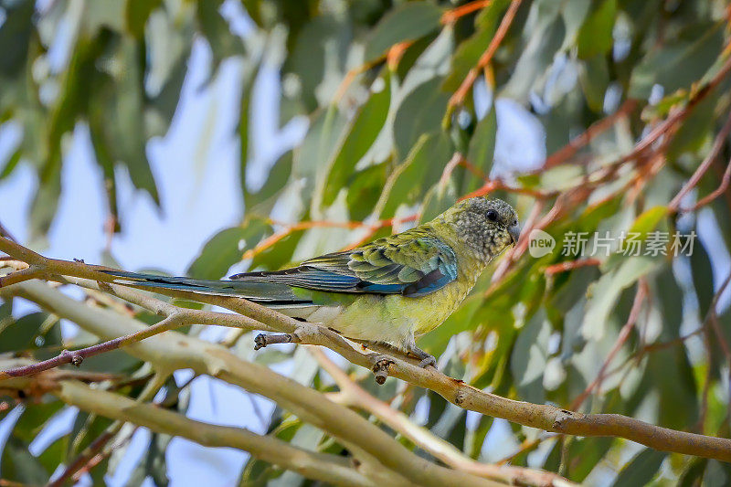 红作鹦鹉(Psephotus haematonotus)